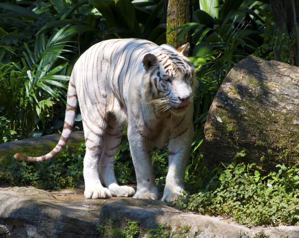 Omar the White Tiger
