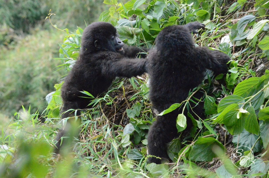 Tender Giants – My Experience with the Gorillas of Rwanda