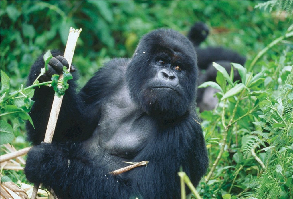 Snapshot Monday ~ Mountain Gorillas of Rwanda