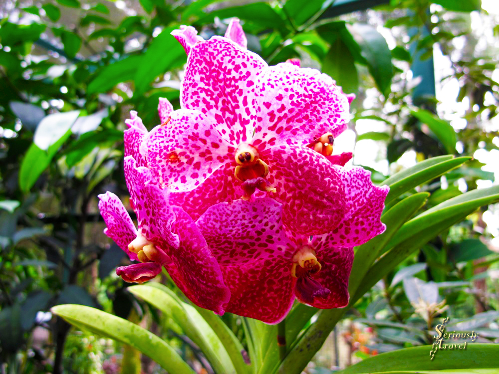 Nation flower of singapore