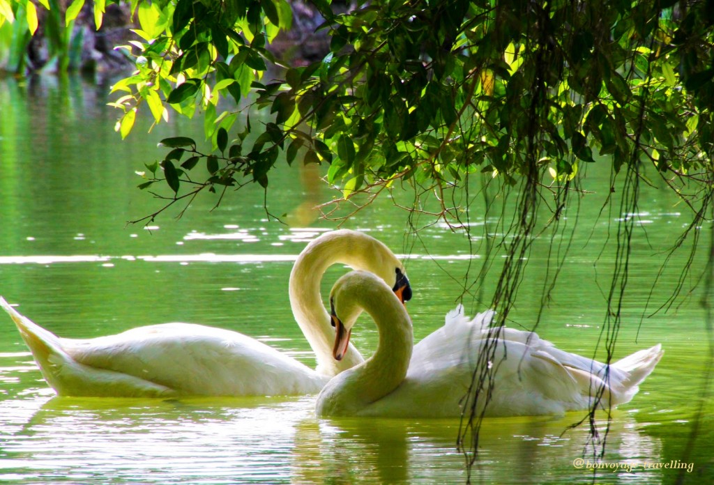 swan couple copy