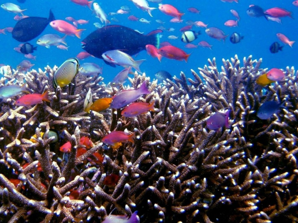 Indonesia is a scuba and snorkeling haven