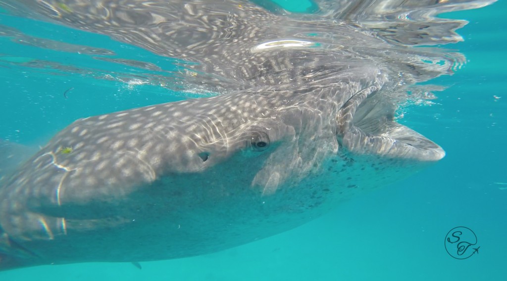 Whale sharks eat between 1.5 and 2.7 kg (3-6lbs) of plankton an hour