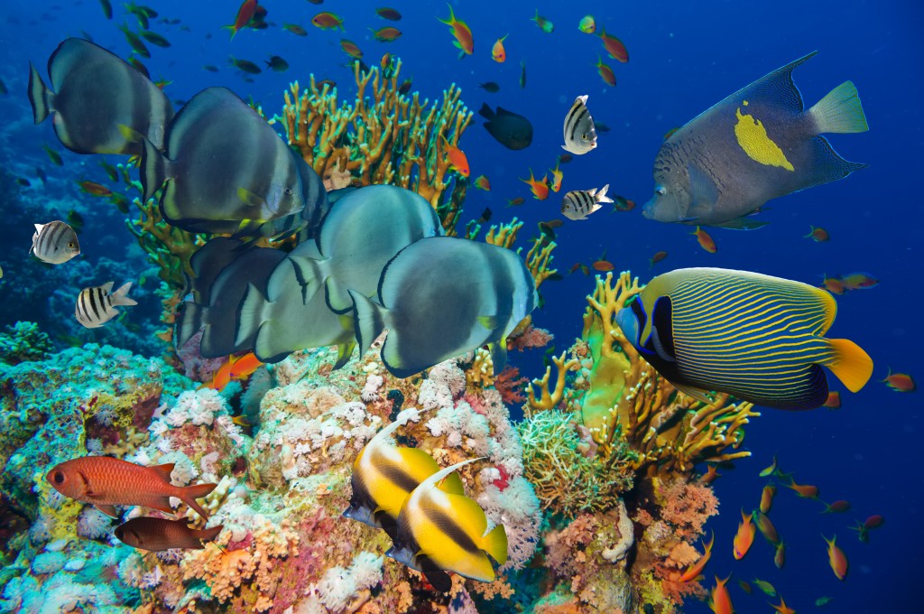 5 Best Dive Sites in Asia