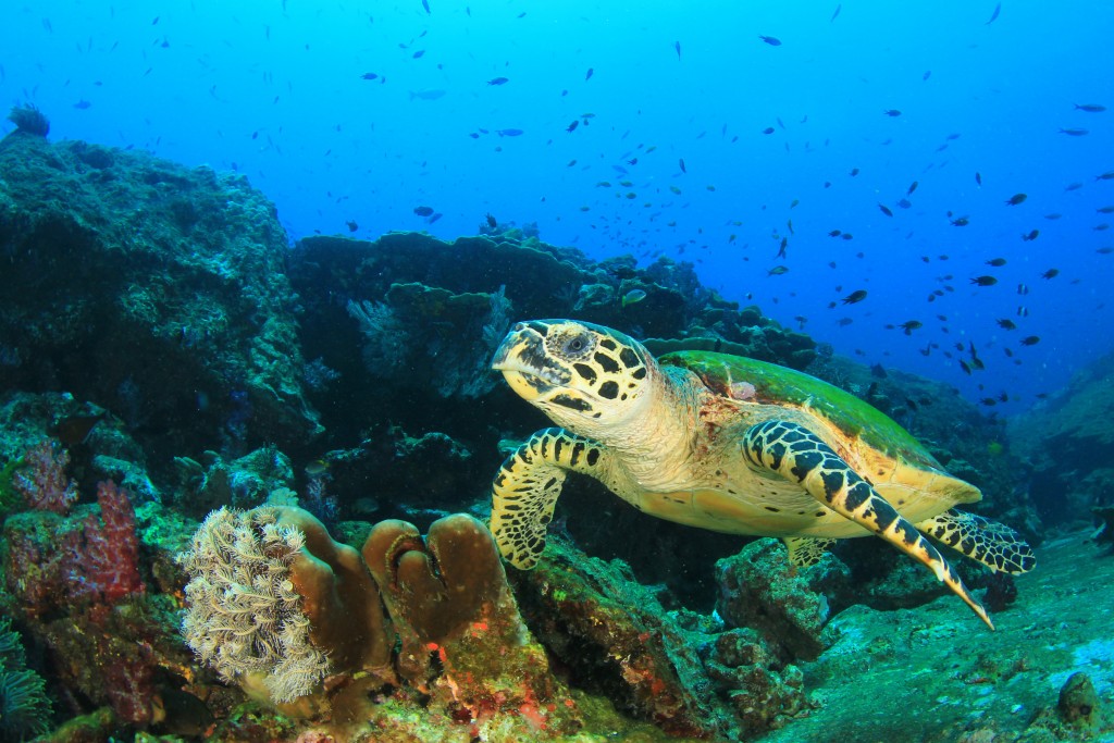 5 Best Dive Sites in Asia