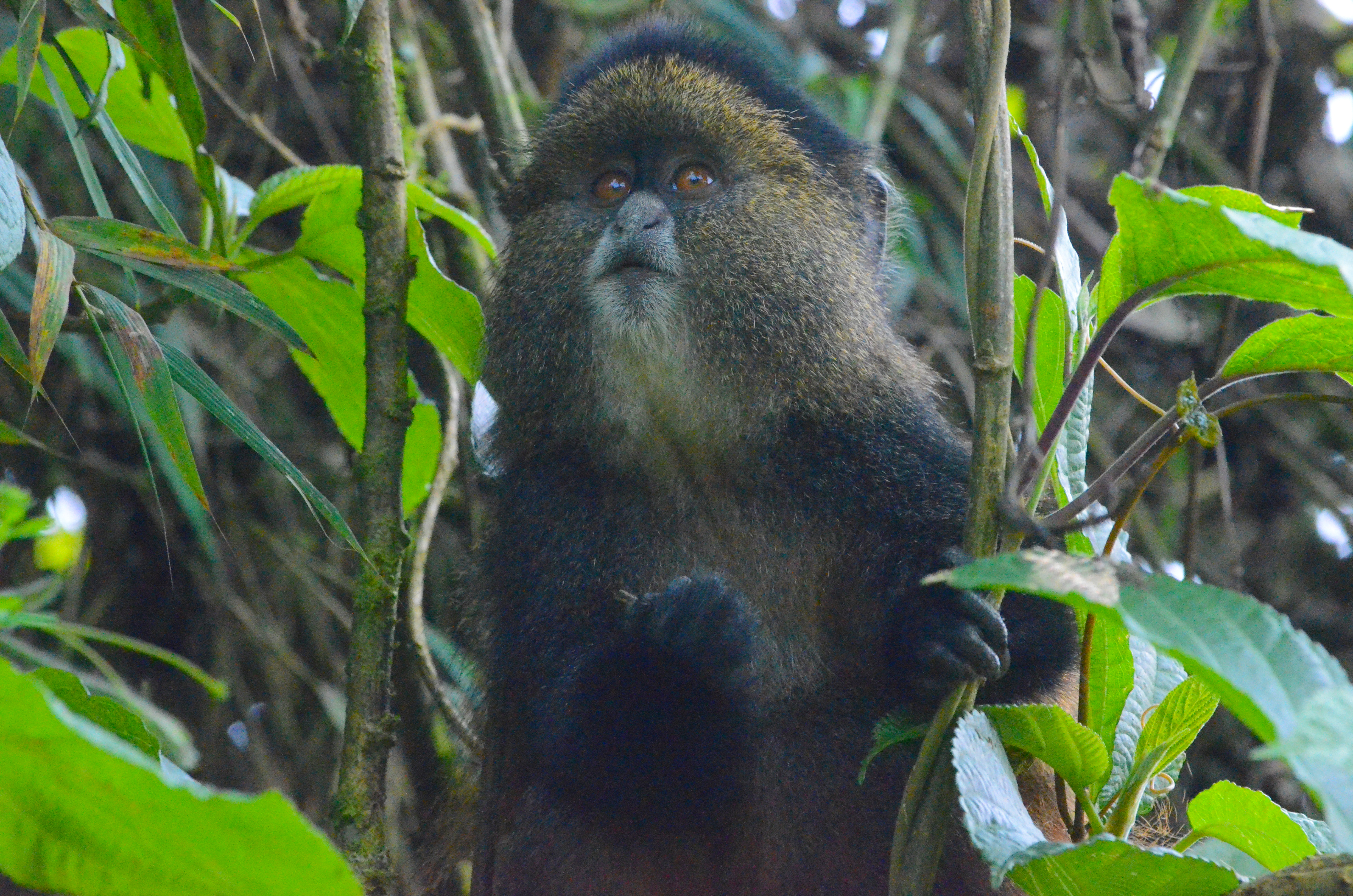 Trekking with Rwanda’s Golden Monkeys 