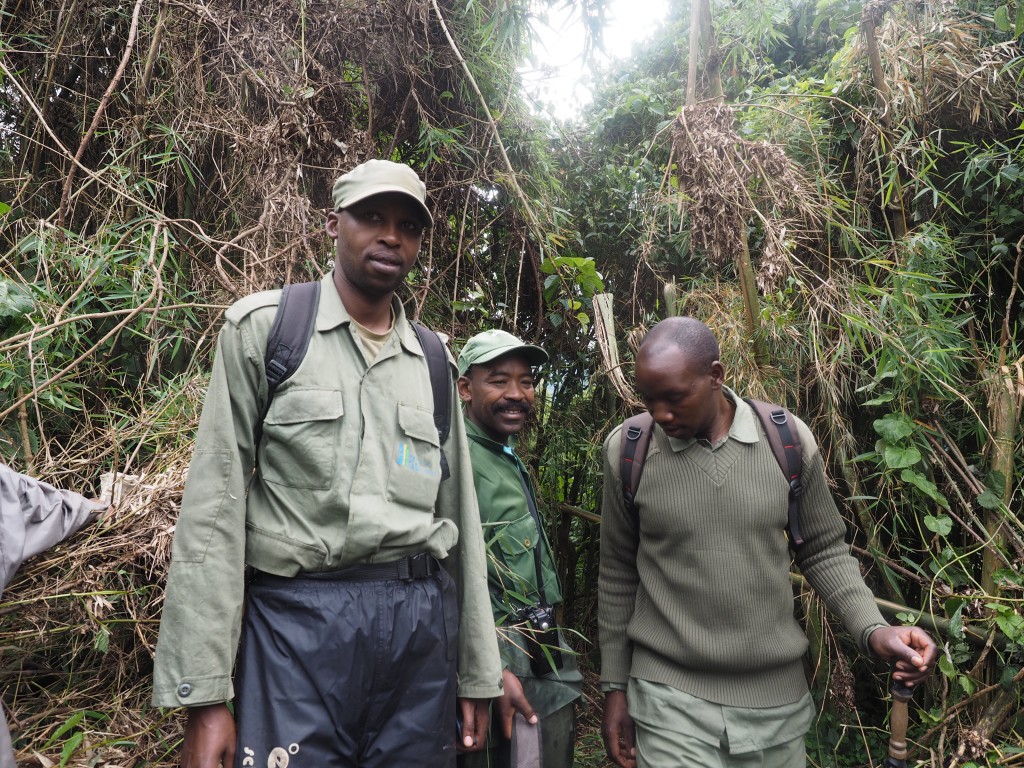 Tender Giants – My Experience with the Gorillas of Rwanda