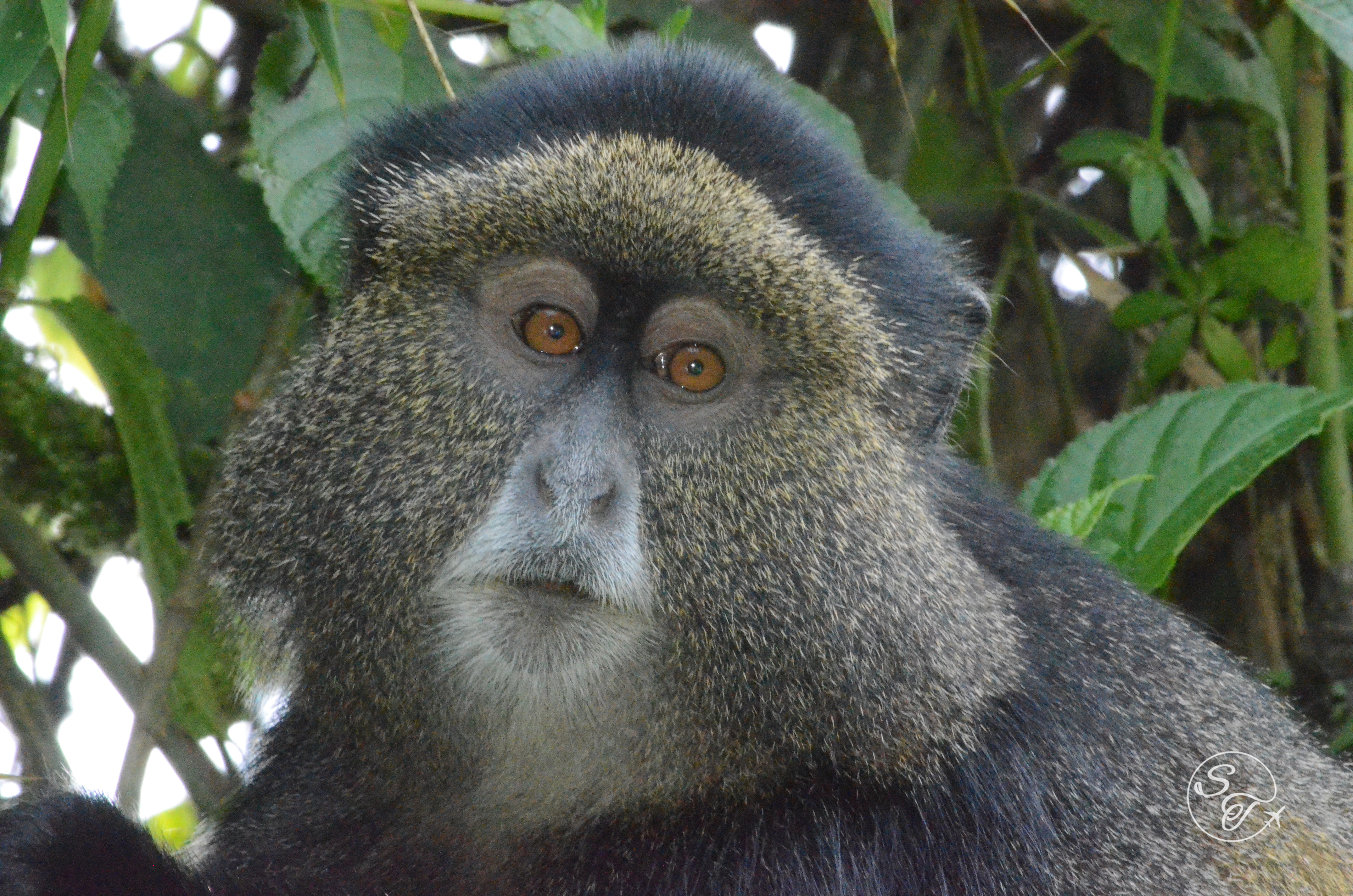 Trekkig with Rwanda's Golden Monkeys