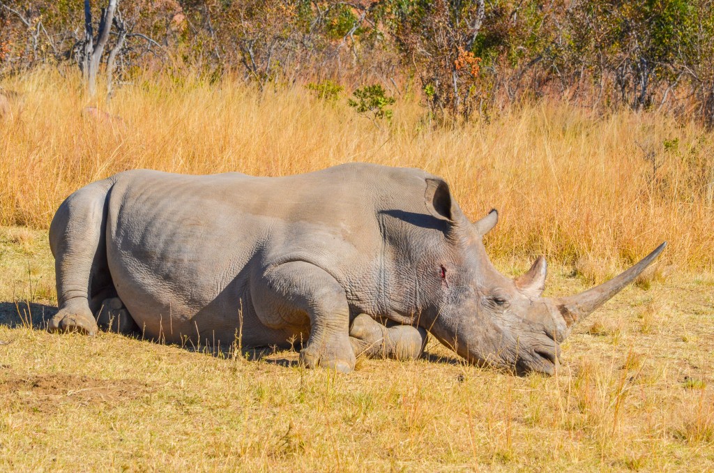 Snapshot Monday ~ All in a Day's Work for a Male Rhino