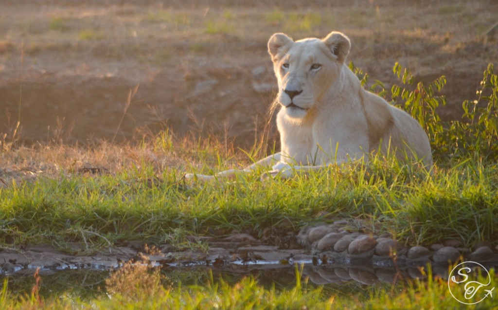 Snapshot Monday ! Regal White Lioness