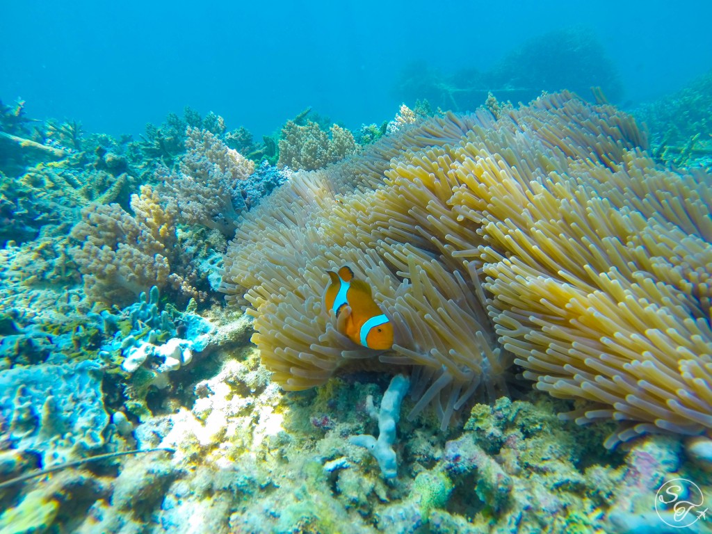 Snapshot Monday ~ I Found Nemo!