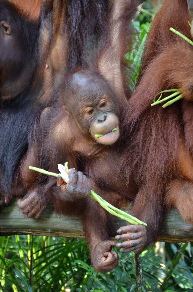 Orangutan Cuteness