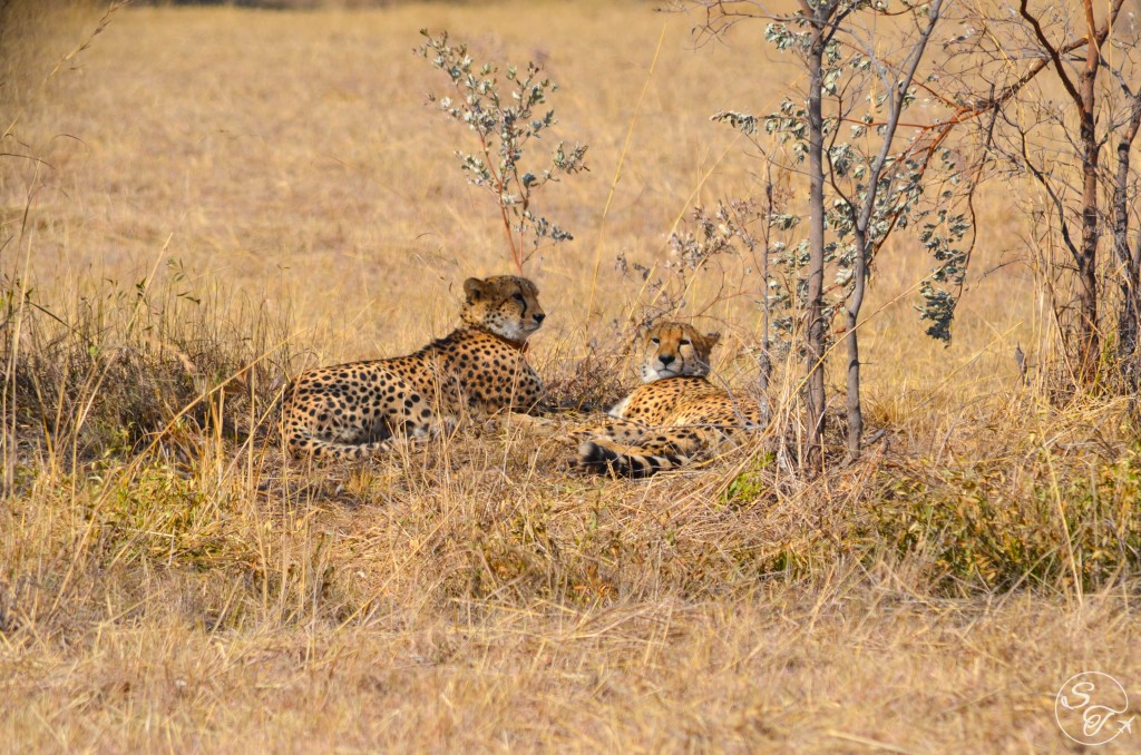 Snapshot Monday ~ Cheetah Brothers