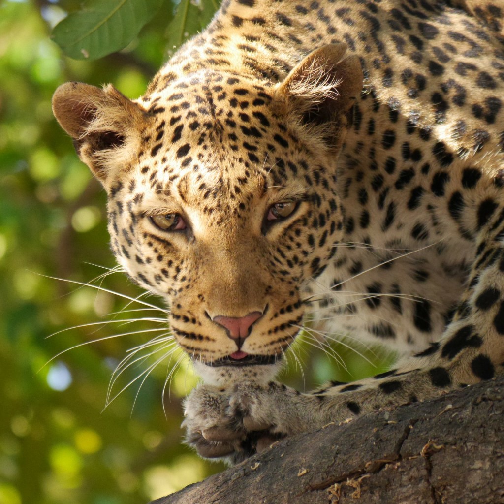 Snapshot Monday ~ Leopards 