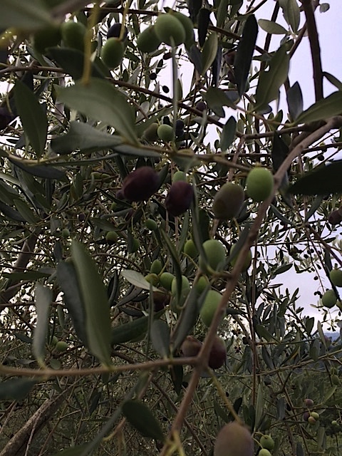 It’s Harvest Time And I Get More Out Of It Then Just Olives