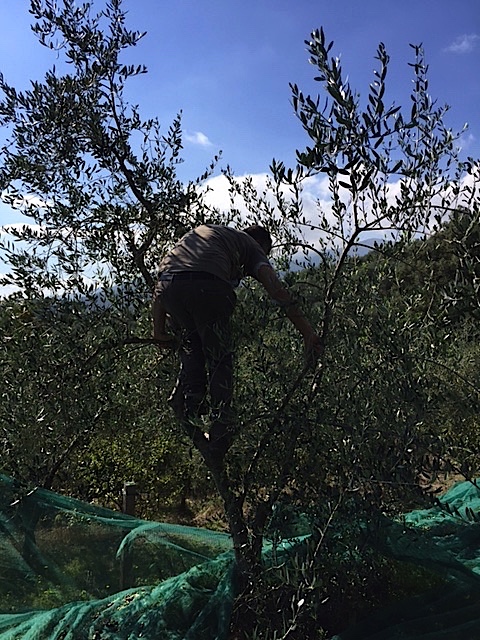 It’s Harvest Time And I Get More Out Of It Then Just Olives